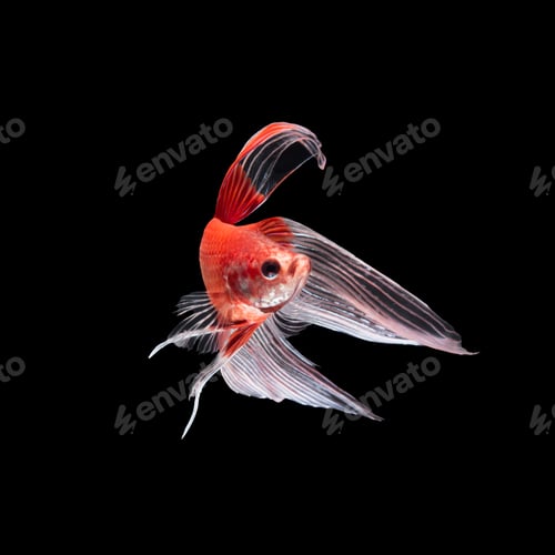 Preview: betta fish on black