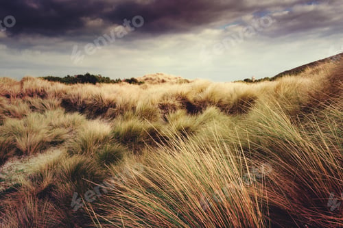 Tall Grass Landscape under Overcast Skies