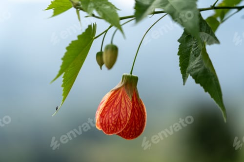 Preview: Closeup shot of an Abutilon pictum 'Thompsonii' (Painted Abutilon) flower