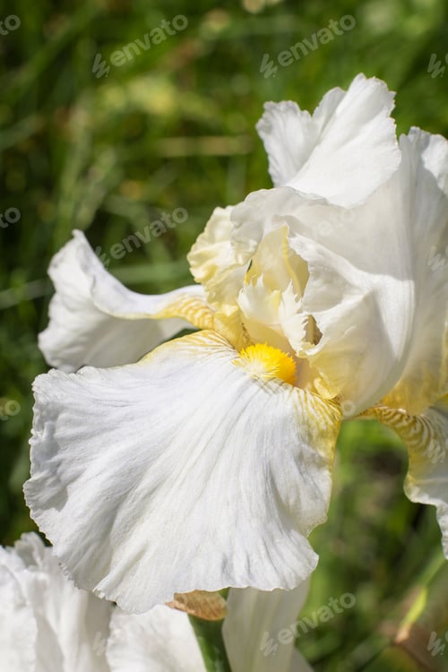 Preview: Beautiful multicolored iris flower.