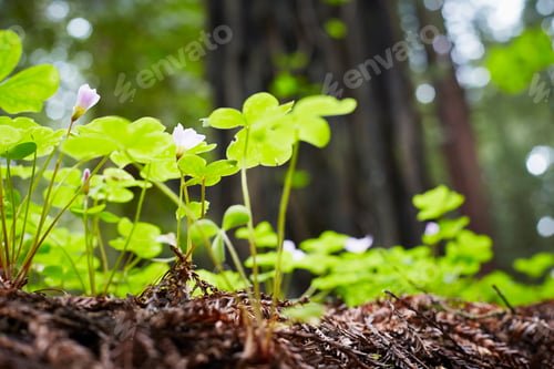 Preview: Wild flowers, Humboldt Redwoods State Park, California, USA