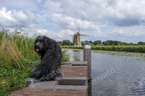 Preview: Dutch sheepdog (Schapendoes) for a windmill
