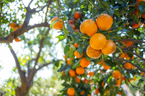 Preview: Orange tree in orange garden