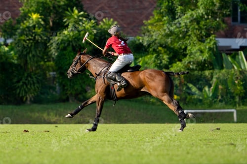 Preview: Polo Horses Running during Polo Game.