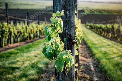 Preview: beautiful vineyard landscape at sunset
