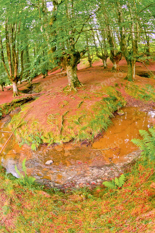Preview: Otzarreta Beech Forest, Gorbeia Natural Park, Spain