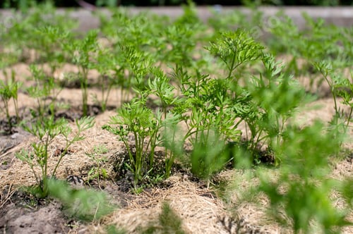 Preview: Organic Carrot Plants Growing in Mulched Garden Bed