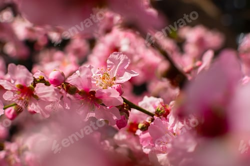 Preview: Almonds bloom in the spring garden