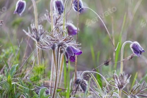 Preview: Spring flowers