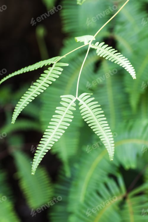 Preview: ornamental green fern leaves