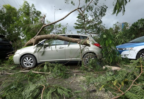 Preview: Broken tree fallen on top of parking car,damaged car after super typhoon