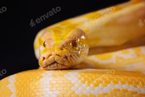 Preview: Close up of golden yellow python with tongue hanging out on black background. tree snake
