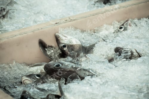 Preview: Catch of the day - Fresh Fish in Shipping Container