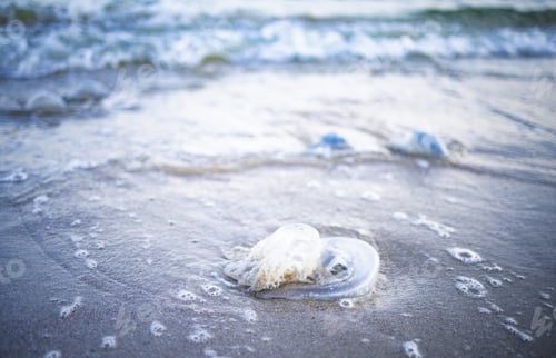 Preview: Dead jellyfish lie on a sandy shore signed by water on the Sea of Azov