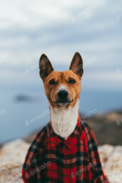 Preview: cute and funny dog in shirt portrait