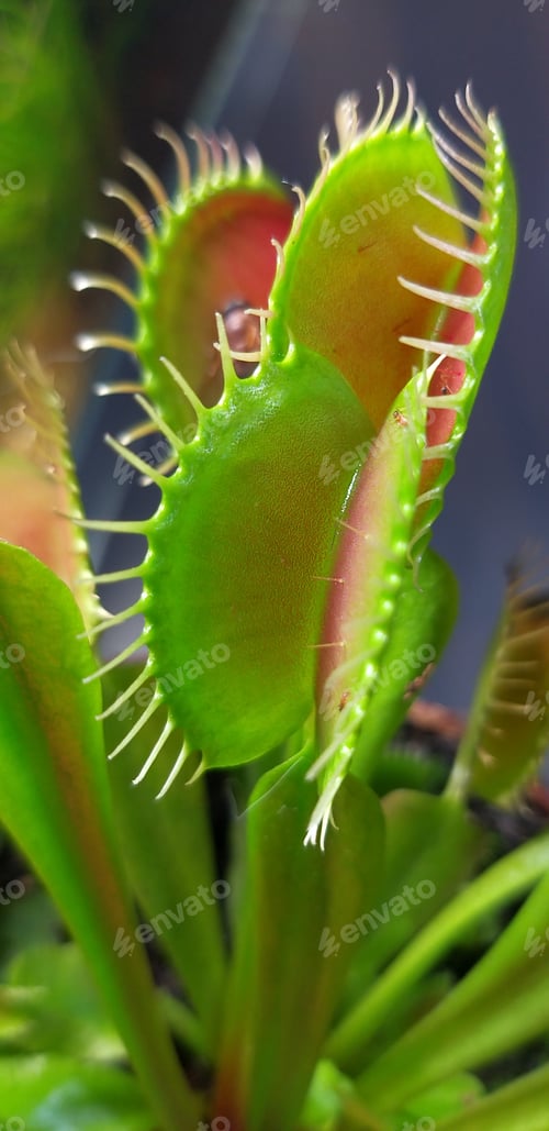 Preview: Carnivorous plant that traps insects is also call a venus flytrap