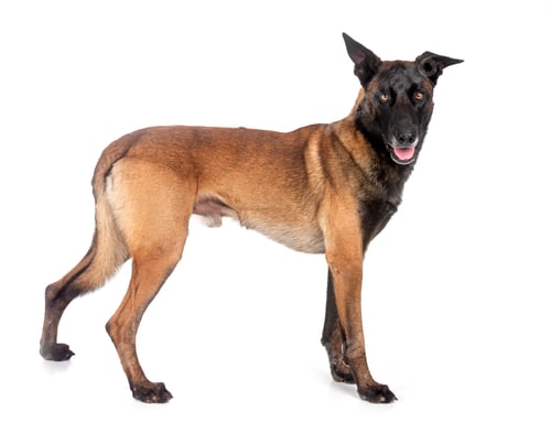 Preview: malinois in studio