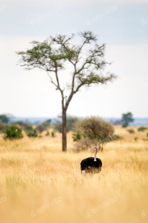 Preview: Wild Ostrich in African Savannah