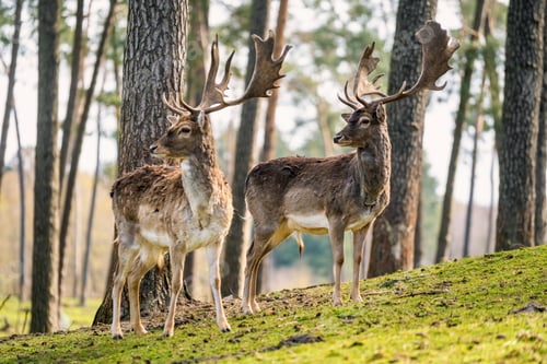 Preview: Beautiful shot of two deer in the forest on a sunny day