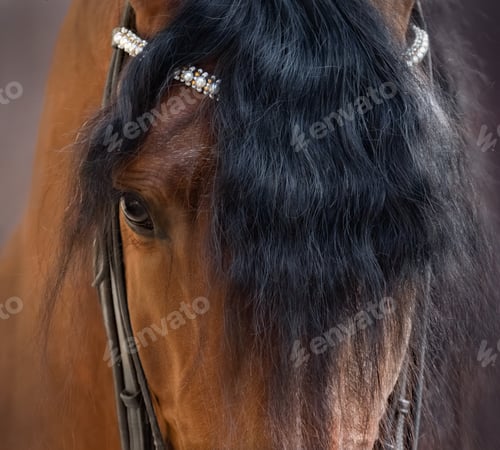 Preview: Close up image of eye, head and forelock of Andalusian horse.