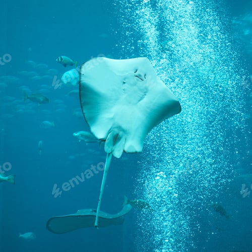 Preview: Aquarium in Dubai Mall