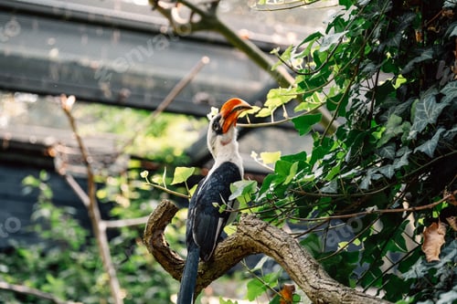 Preview: Perched regally, the hornbill surveys its realm, its vivid beak a stark contrast to the lush leaves