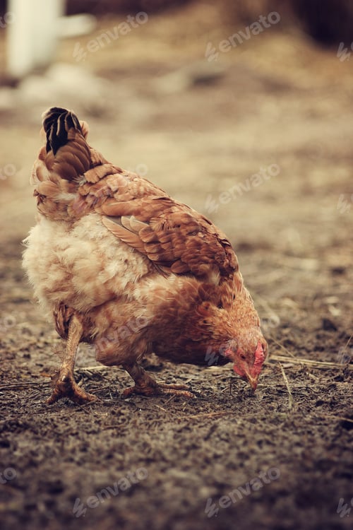 Preview: Portrait of brown chicken standing on the ground. Chicken eating grass on a meadow in the yard
