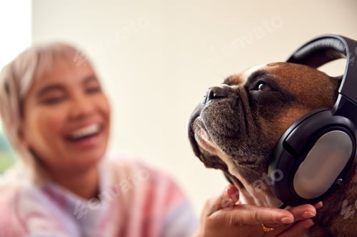 Preview: Woman With Pet French Bulldog Wearing Headphones Recording Podcast Or Broadcasting On Radio At Home