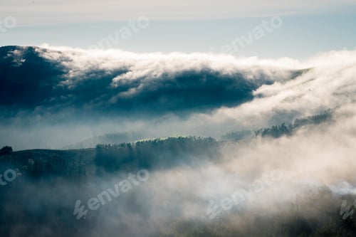 Preview: A hill covered with the invasive species Eucalyptus emerges from the fog