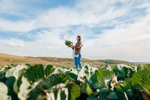 Visualização: Ao fundo de um céu claro, limpo e sem nuvens, uma agricultora morena está em um campo com repolho.