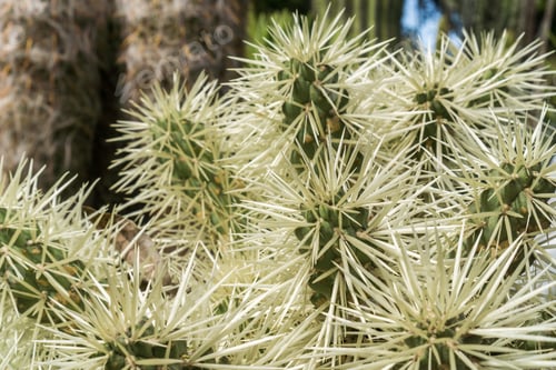 Preview: Silver cholla, California