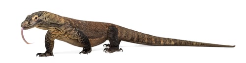 Preview: Komodo Dragon sticking the tongue out, isolated on white