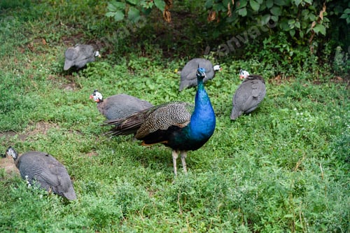 Preview: Male peacock and few pheasants