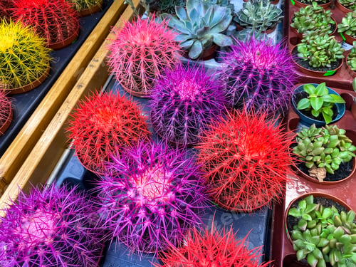 Preview: different types of cacti and succulents in pots on the shelves in a flower shop close-up.