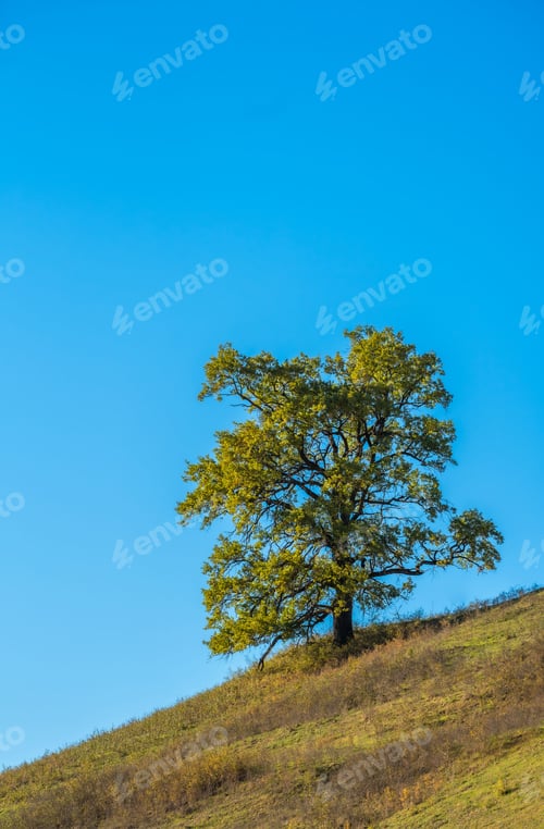Preview: Scenic view of a green solitary tree on a grassy hillside under a clear blue sky
