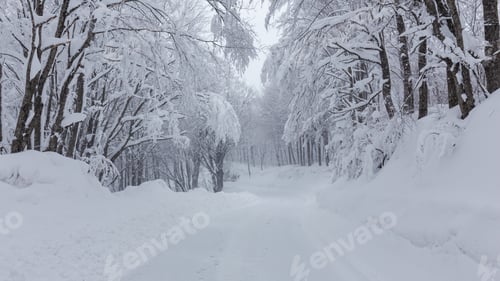 Preview: Snowy Road In The Forest 9