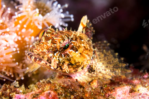 Preview: Sculpin
