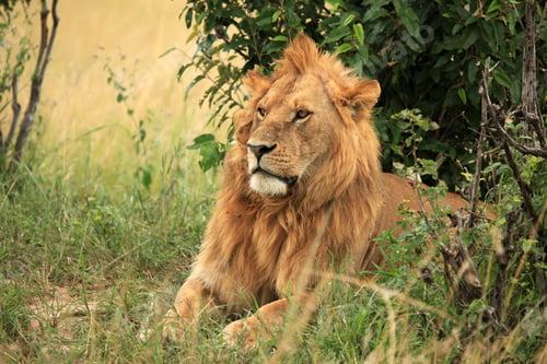 Preview: Male Lion - Kenya