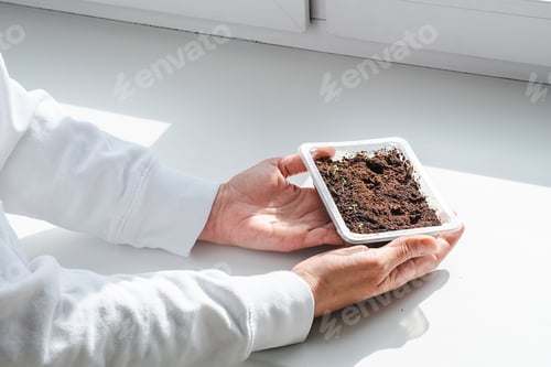 Preview: Woman Holding Plastic Container with Seedlings on Windowsill. Growing Lavender Plants Indoors.
