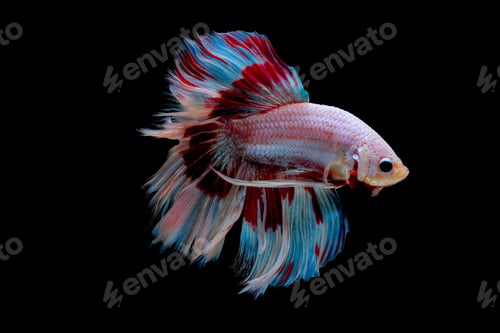 Preview: Colorful with main color of light pink, blue and red betta fish, Siamese fighting fish