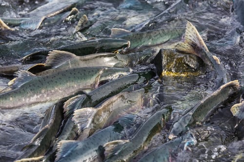 Preview: Salmon spawning