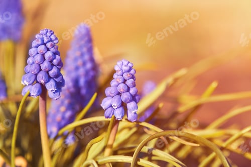 Preview: Grape Hyacinth. Flowers Muscari. First blue Springs flowers.