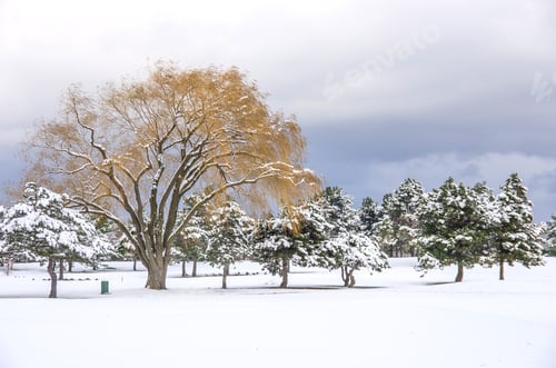 Preview: Winter and snow landscape