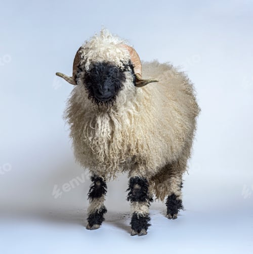 Preview: Side view Portrait side view of adulte Valais Black nose