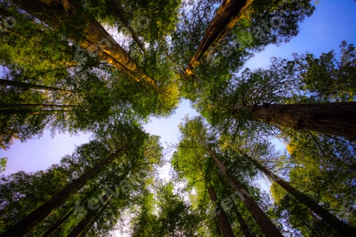 Preview: View Of The Redwoods, Redwoods National & State Parks, California