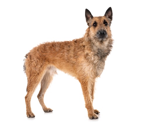 Preview: belgian shepherd laekenois