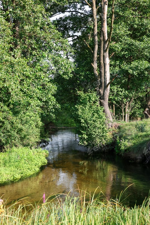 Preview: Green grass and trees growing alongside river in countryside