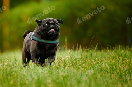Preview: Adorable black pug dog running in a park covered in greenery with a blurry background