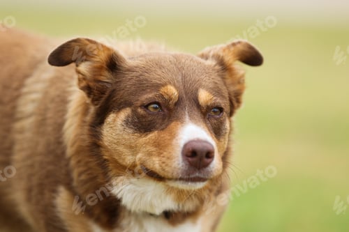 Preview: Australian Kelpie Dog in Australia