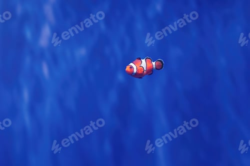 Preview: Ocellaris Clownfish (Amphiprion ocellaris) - Marine Fish